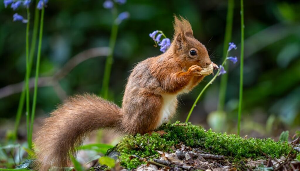 Odkryj sekrety Karpackich lasów - gdzie szukać ziół i grzybów