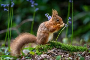 Odkryj sekrety Karpackich lasów - gdzie szukać ziół i grzybów
