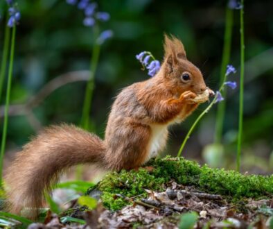 Odkryj sekrety Karpackich lasów - gdzie szukać ziół i grzybów