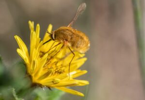 Jak smakuje karpacki miód - regionalne miody prosto z pasieki