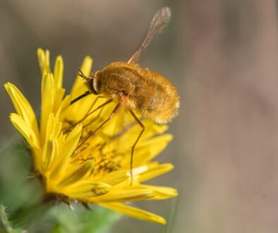 Jak smakuje karpacki miód - regionalne miody prosto z pasieki