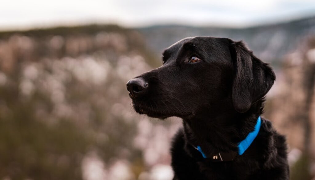 Karpaty - gdzie wędrować z psem i jak przygotować się do wycieczki