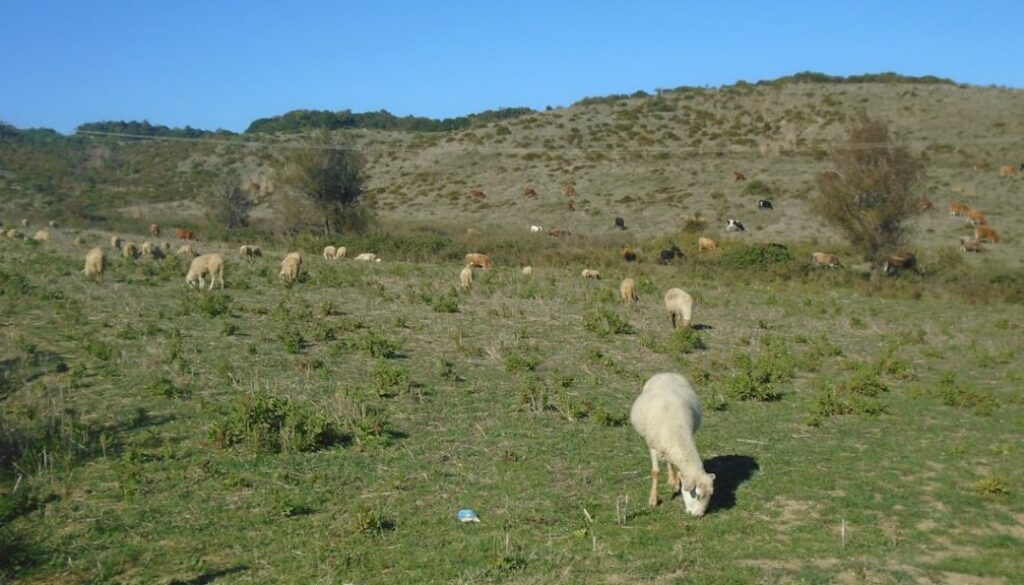 Pasterstwo w Beskidach - historia i tradycje, które przetrwały