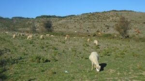 Pasterstwo w Beskidach - historia i tradycje, które przetrwały