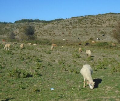 Pasterstwo w Beskidach - historia i tradycje, które przetrwały