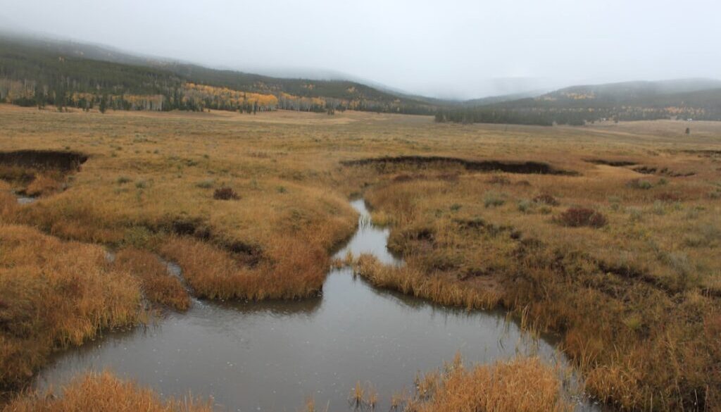 Odkryj tajemnice karpackich torfowisk