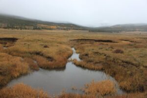 Odkryj tajemnice karpackich torfowisk