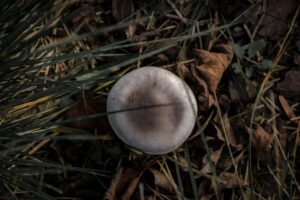 Gdzie w Karpatach na grzyby - przewodnik dla grzybiarzy