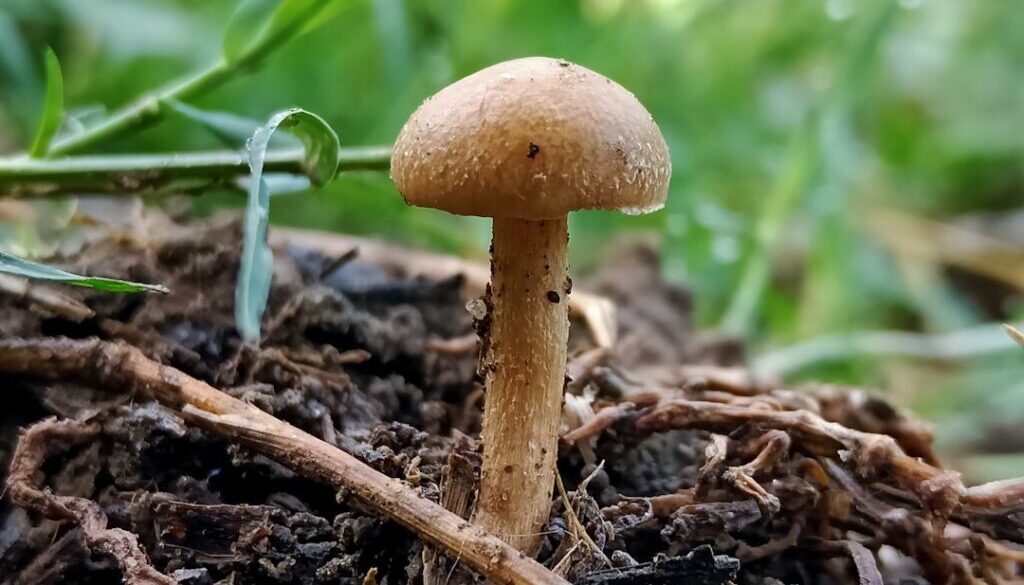 Jak rozpoznać borowika - skarby w karpackim lesie