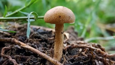 Jak rozpoznać borowika - skarby w karpackim lesie