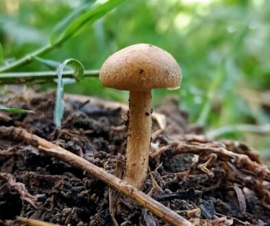 Jak rozpoznać borowika - skarby w karpackim lesie