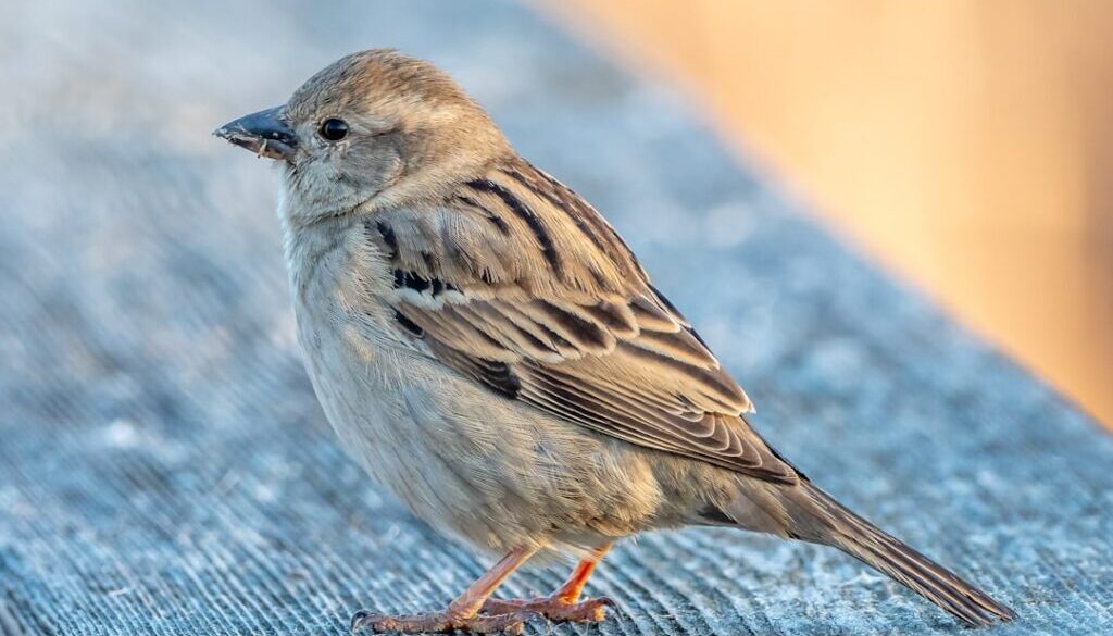 Gdzie w Karpatach spotkać sarny - przewodnik dla miłośników przyrody